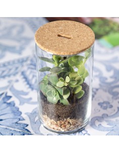 TERRARIUM PLANTA ANYMAK