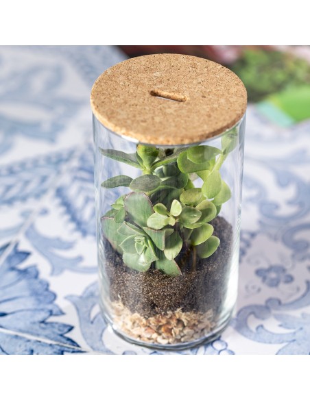 TERRARIUM PLANTA ANYMAK
