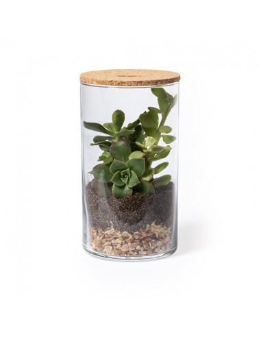 TERRARIUM PLANTA ANYMAK