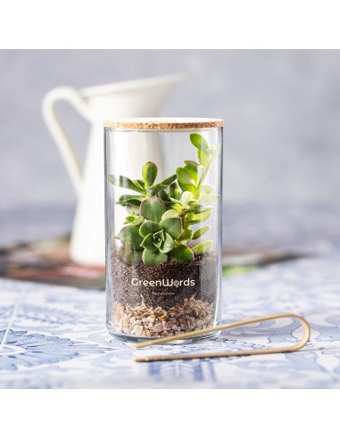 TERRARIUM PLANTA ANYMAK