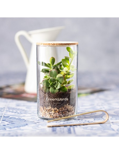 TERRARIUM PLANTA ANYMAK